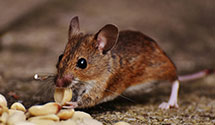 24 Hour & Emergency Exterminators in Middleborough, MA